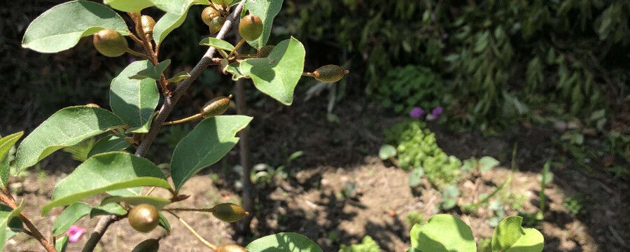 お家の庭のグミの実