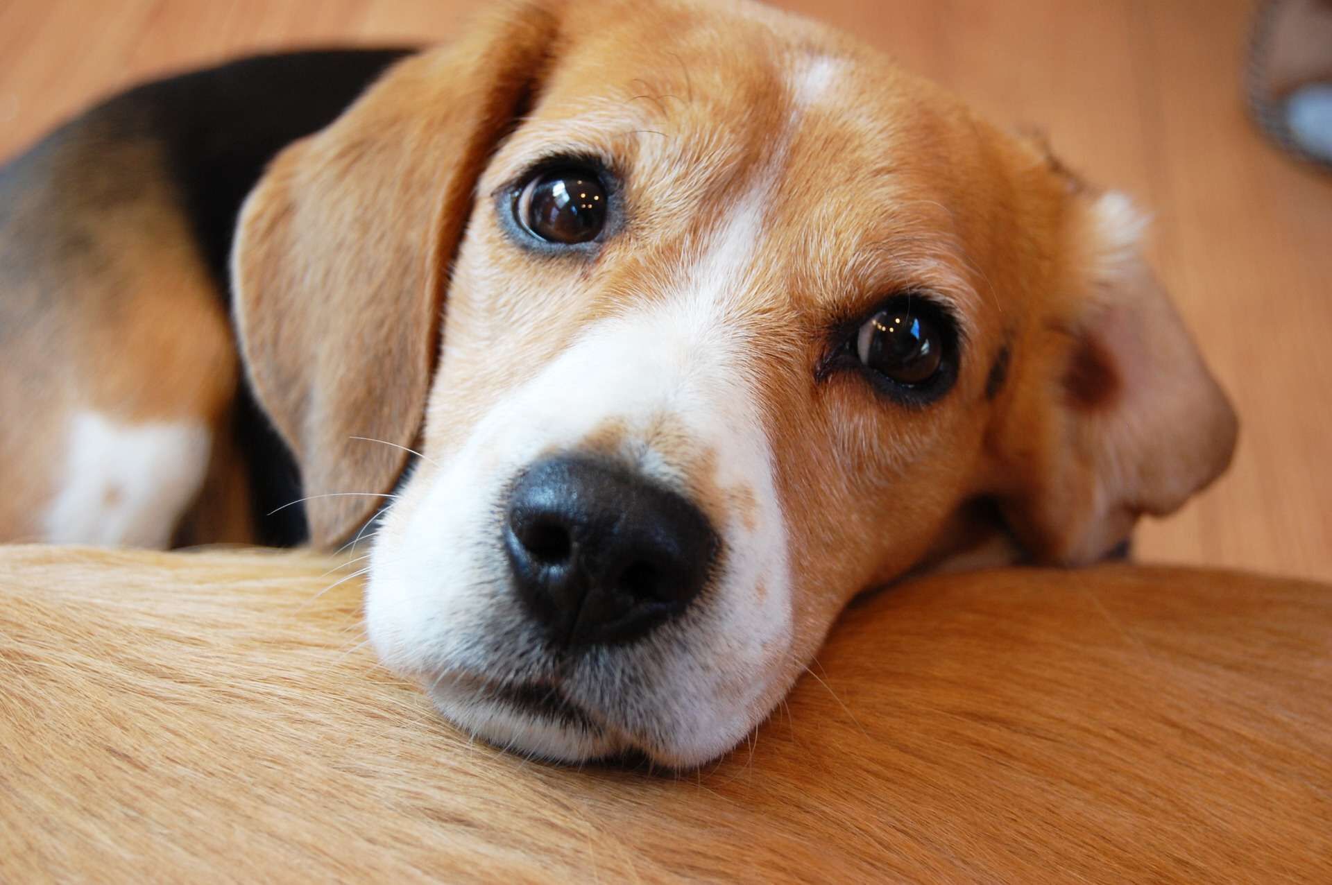 大切なワンちゃん犬が亡くなったらおしゃれな仏壇で供養してあげよう｜仏壇仏具まつかわ