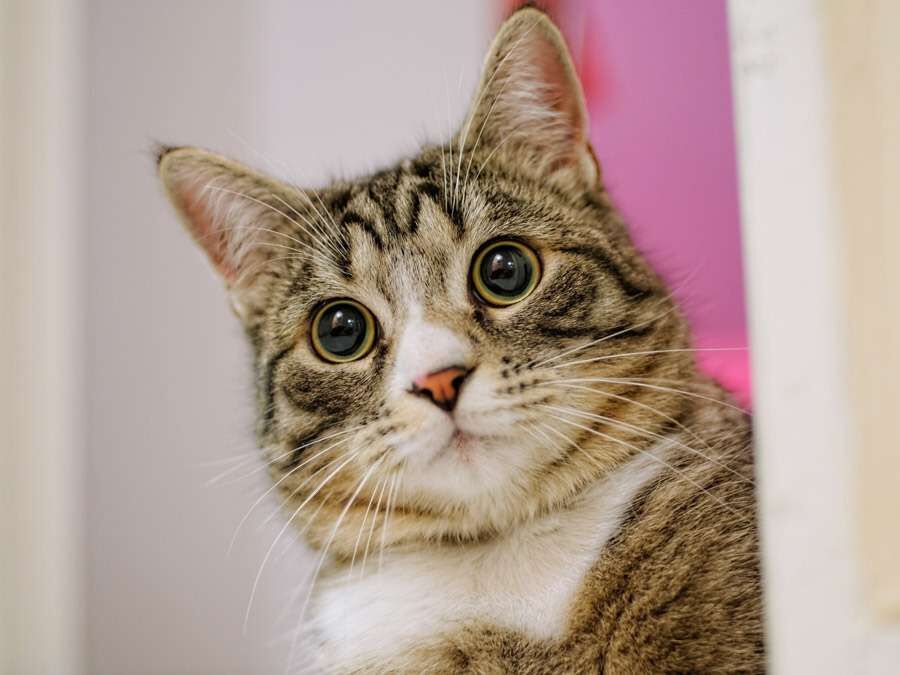 犬、猫ペット供養グッズ｜仏壇仏具のまつかわ