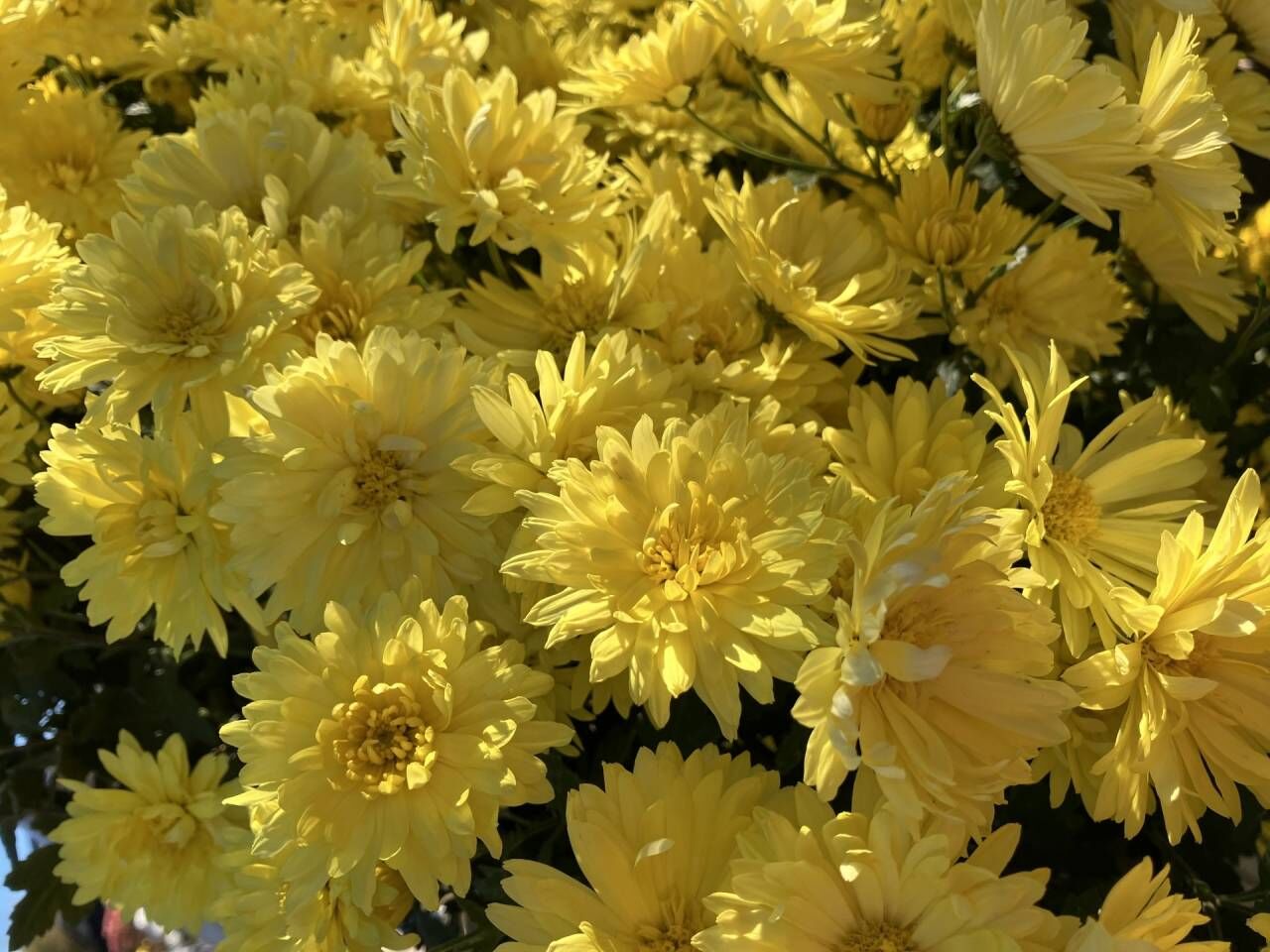 仏壇に飾る花の選び方完全ガイド