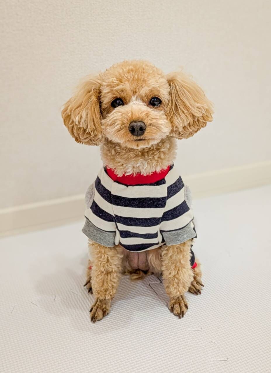 ペット供養のかわいい商品