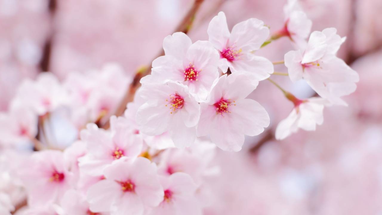 桜の香りと無香なお線香｜仏壇仏具のまつかわ